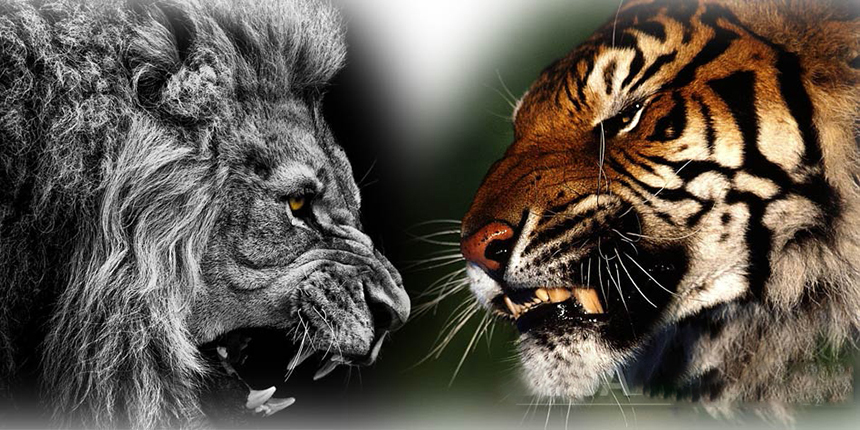 Lion_vs_tiger.jpg