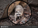 depositphotos_200014598-stock-photo-small-predator-racoon-procyon-lotor.jpg